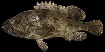 棕点石斑鱼（Epinephelus fuscoguttatus）图片