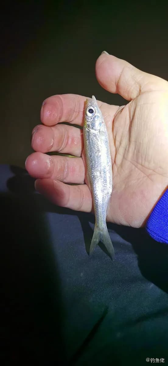 白条钓获 江门市 0.02kg