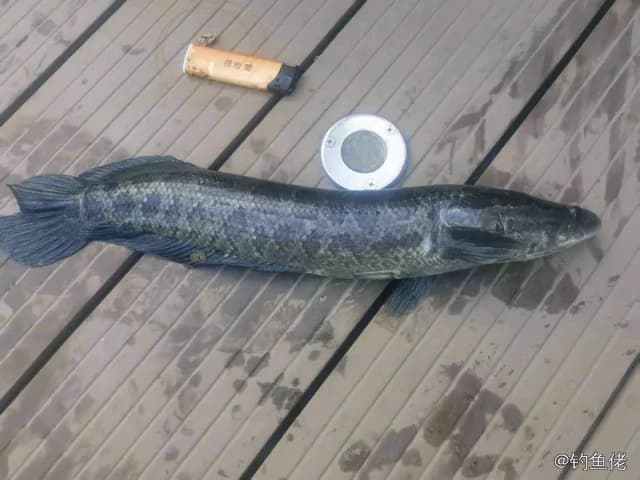 斑鳢钓获 郑州市 1.6kg
