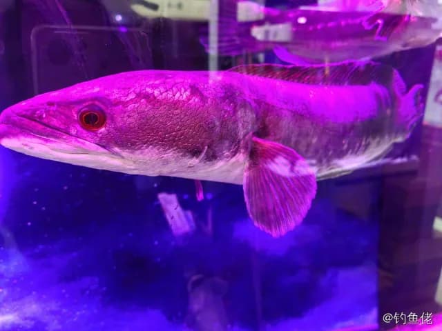 斑鳢钓获 北京市 1.2kg