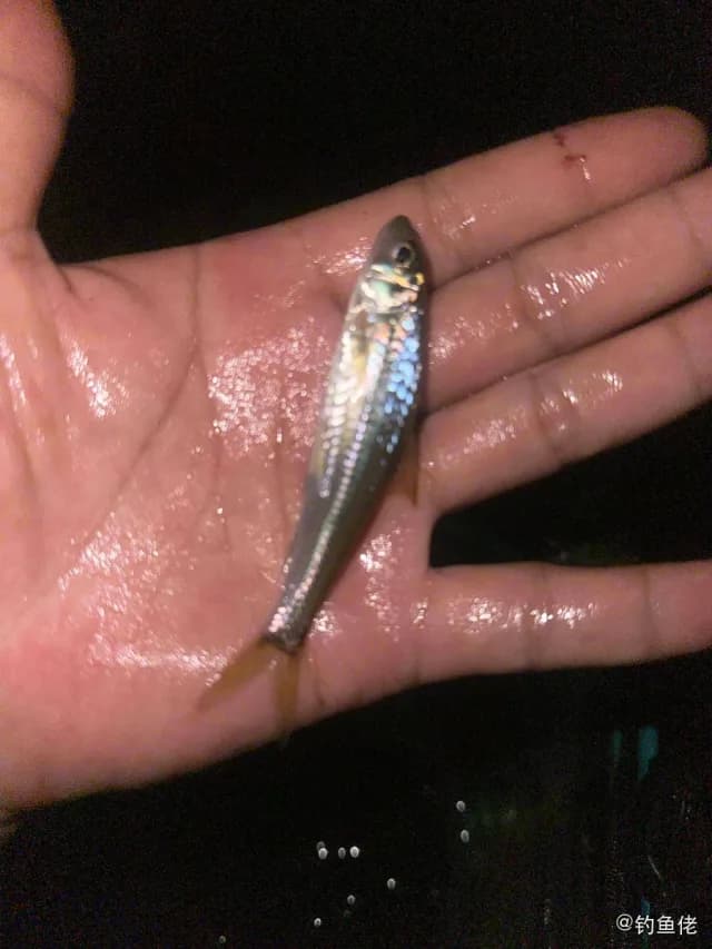 斑马鿕钓获 怀化市 1kg