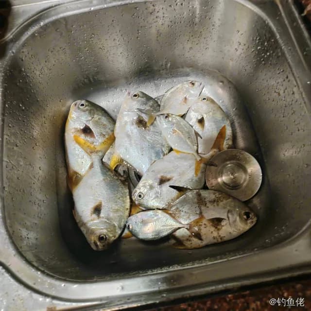 布氏鲳鲹钓获 汕尾市 0.5kg