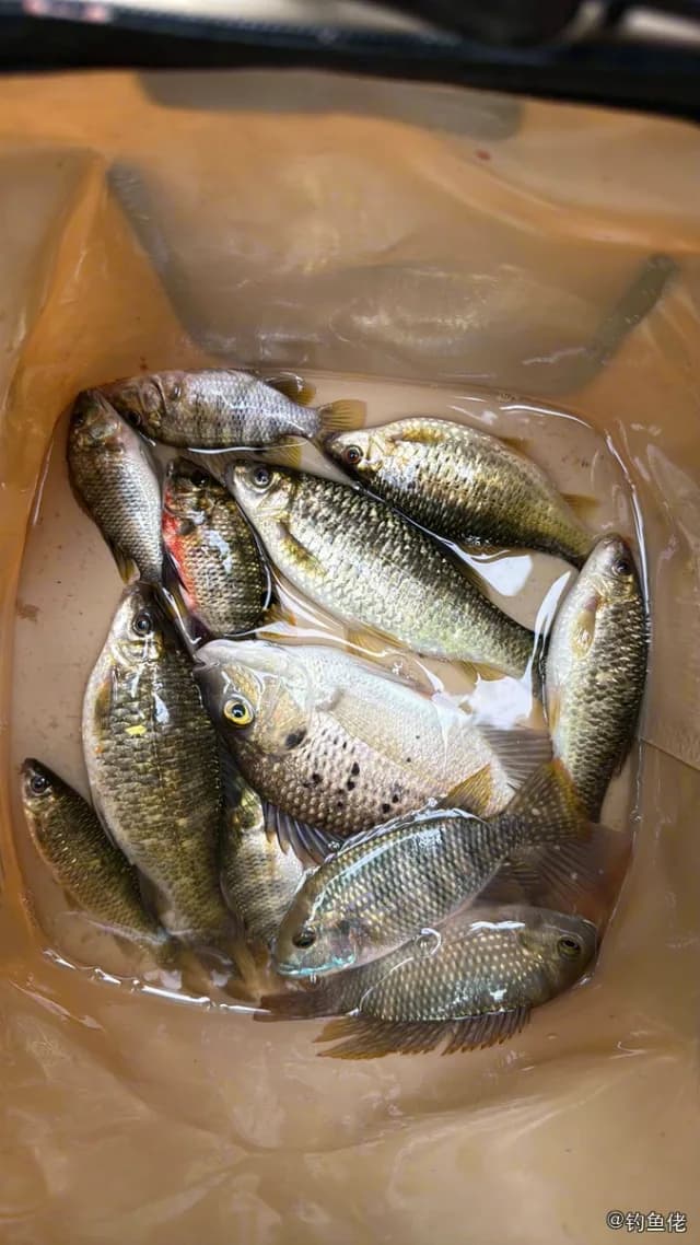 侧条光唇鱼钓获 泉州市 0.25kg