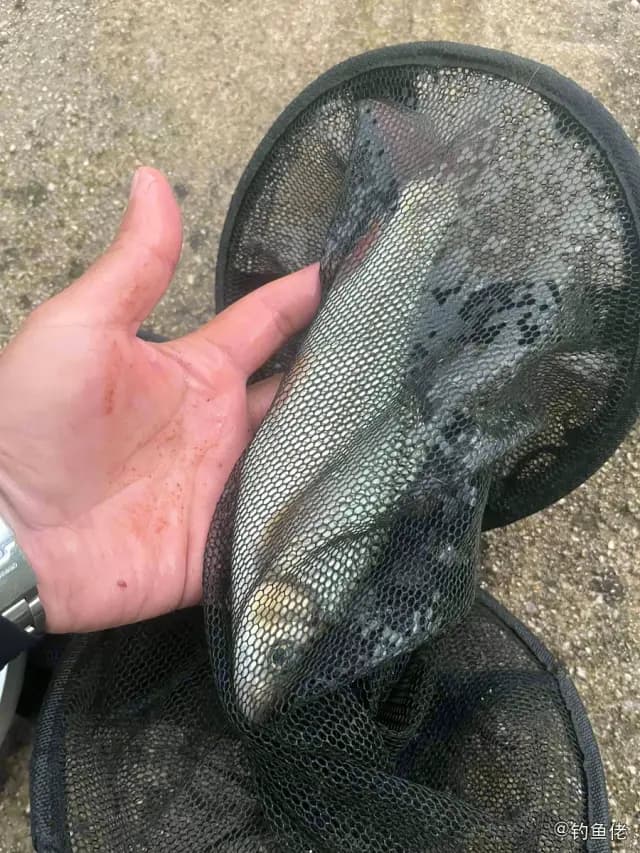 侧条光唇鱼钓获 黔南布依族苗族自治州 0.3kg