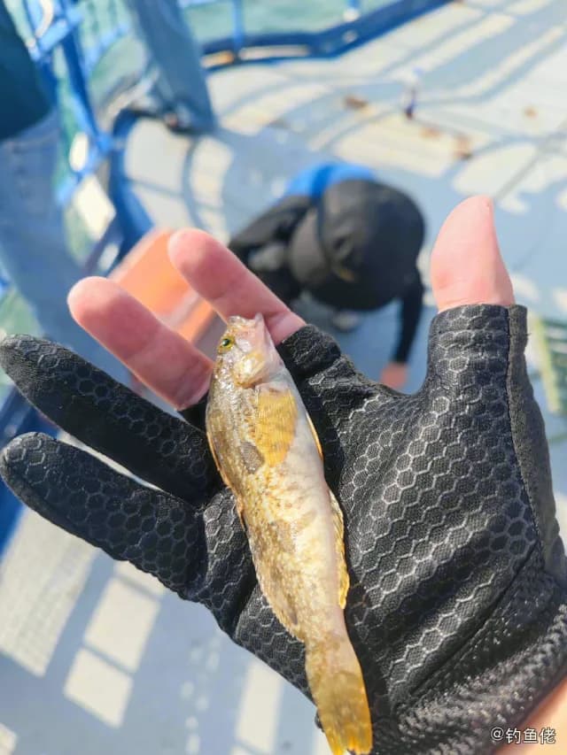 大泷六线鱼钓获 烟台市 0.1kg
