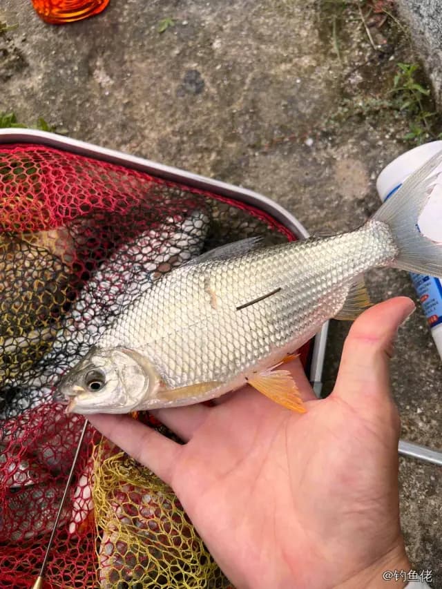 东方欧鳊钓获 佛山市 2.4kg