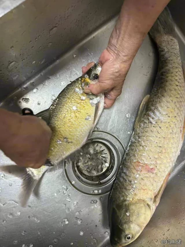 东方欧鳊钓获 上饶市 1kg