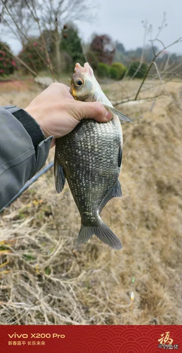东方欧鳊钓获 长沙市 0.5kg