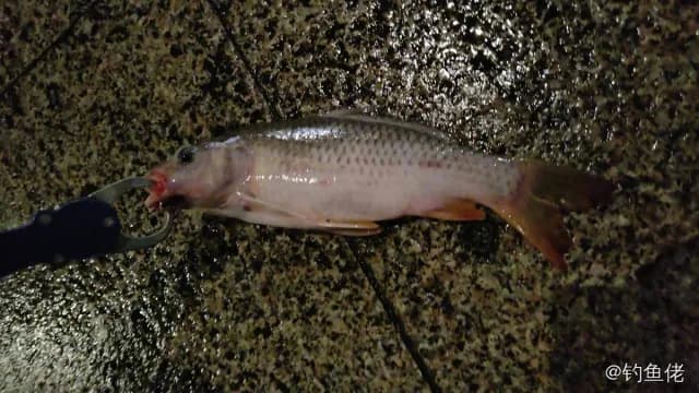 多带副绯鲤钓获 广州市 0.1kg