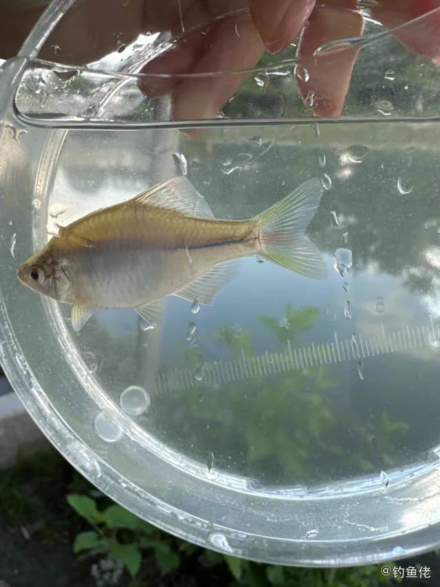 高体鳑鲏钓获 杭州市