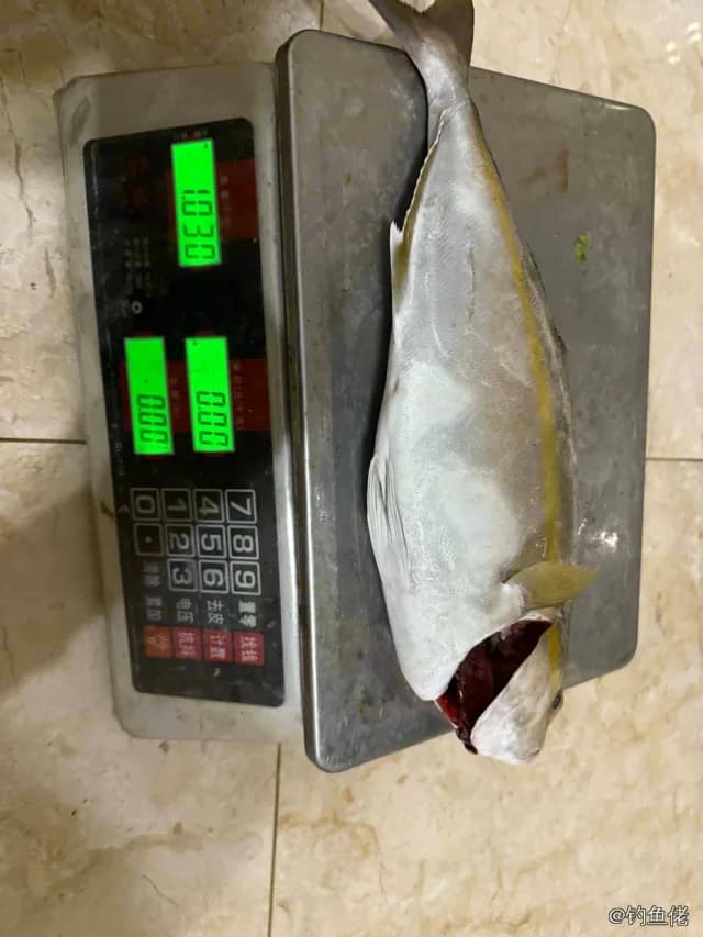 高体鰤钓获 福州市 1kg