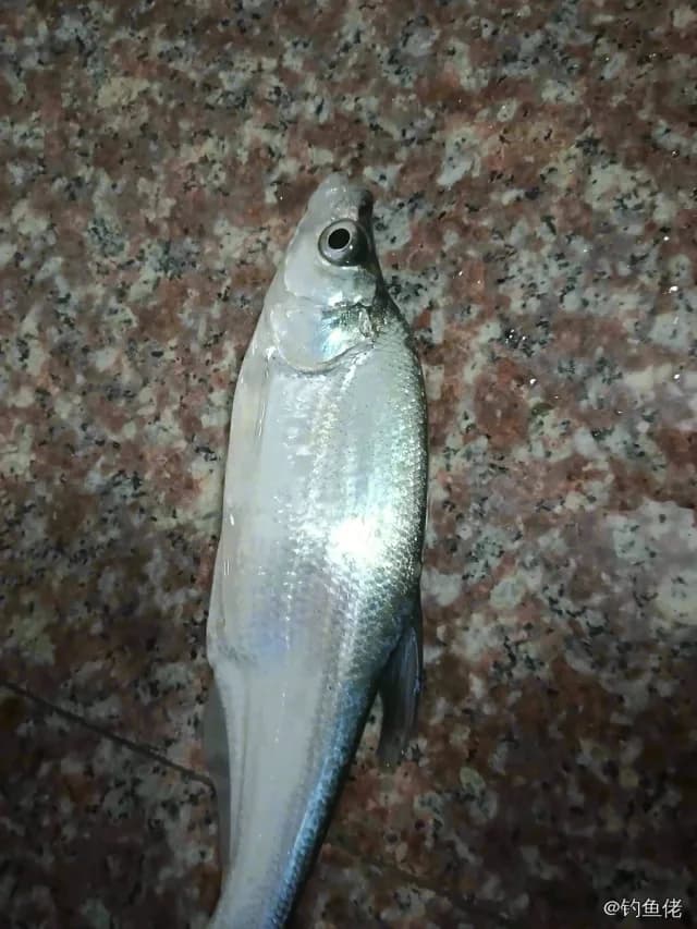 弓背鱼钓获 温州市 0.5kg