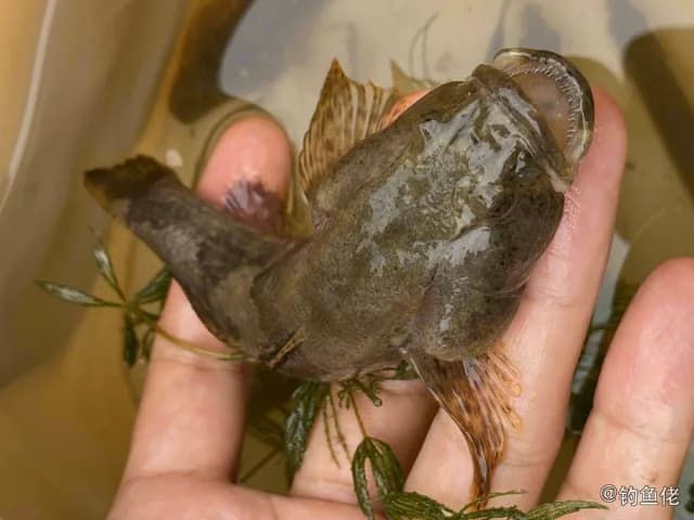 河川沙塘鳢钓获 南京市 0.2kg