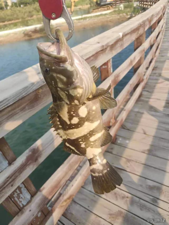 褐带石斑鱼钓获 威海市 1.6kg