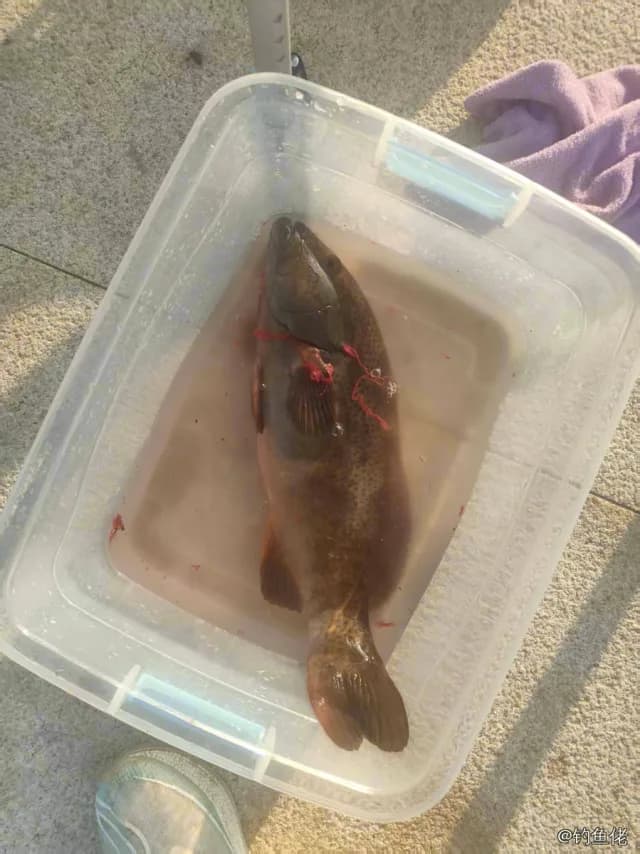 褐带石斑鱼钓获 威海市 1.6kg