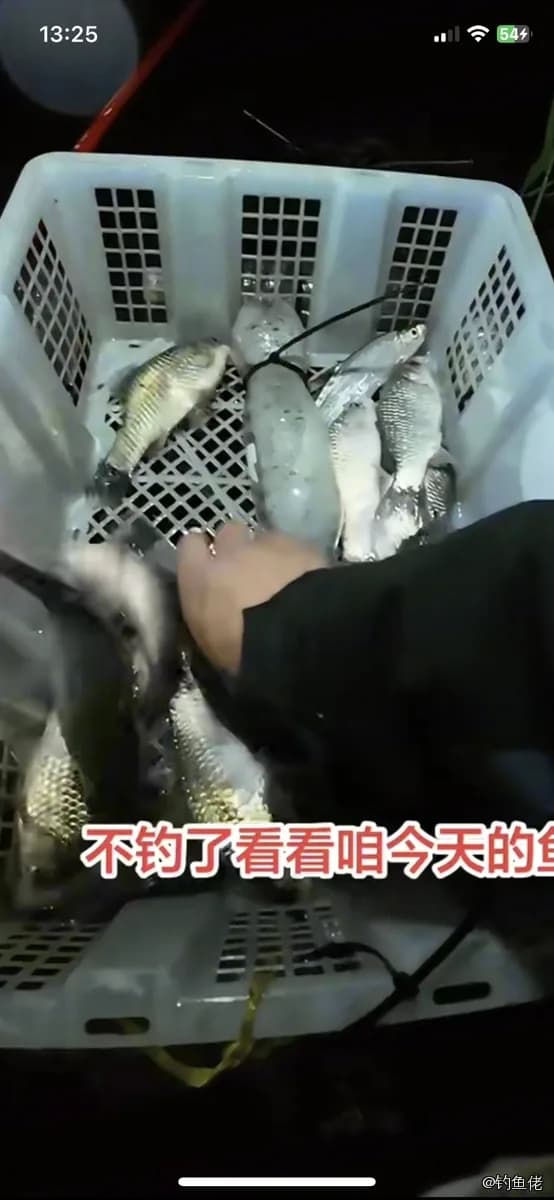 虹鳉钓获 合肥市 1kg