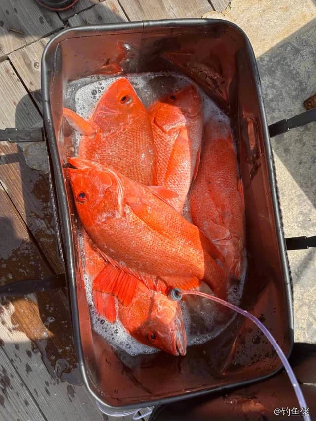 红鳍笛鲷钓获 南宁市 2kg