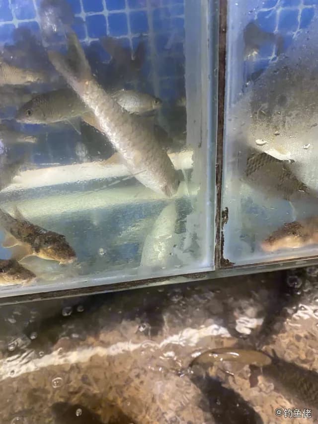红铜大鳞脂鲤钓获 龙岩市 0.05kg