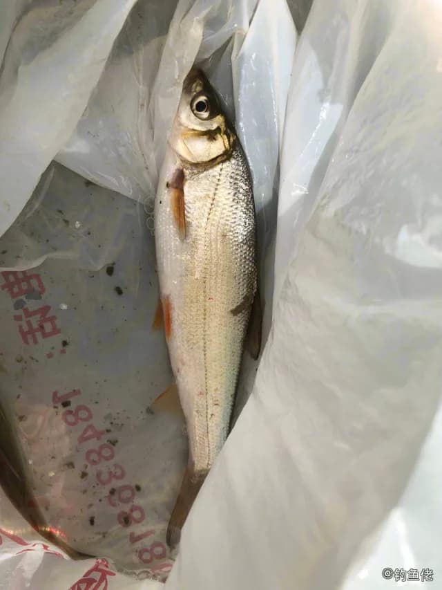 红尾护头鲿钓获 成都市 1kg
