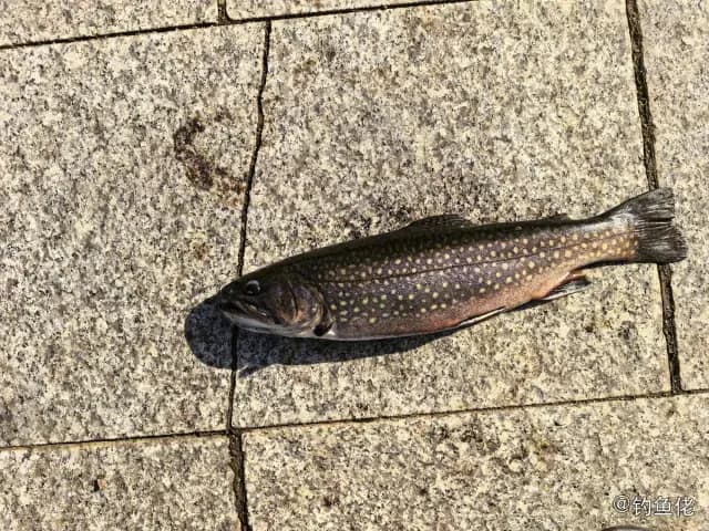 花羔红点鲑钓获 延边朝鲜族自治州 0.8kg