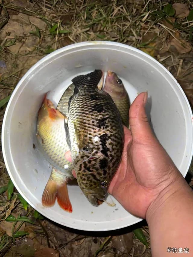 花身副丽鱼钓获 惠州市 0.4kg