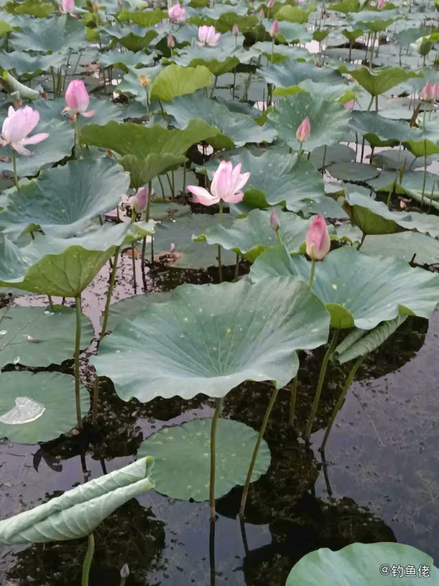 黄颡鱼钓获 衡水市 0.1kg