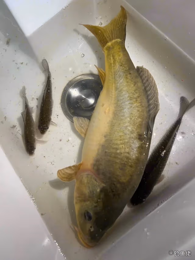 黄颡鱼钓获 上海市 2kg