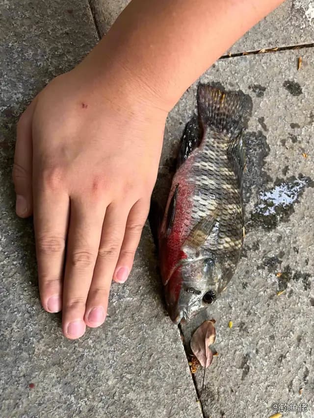 吉利非鲫钓获 揭阳市 1.6kg