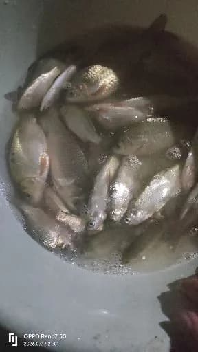 棘头梅童鱼钓获 廊坊市 0.01kg