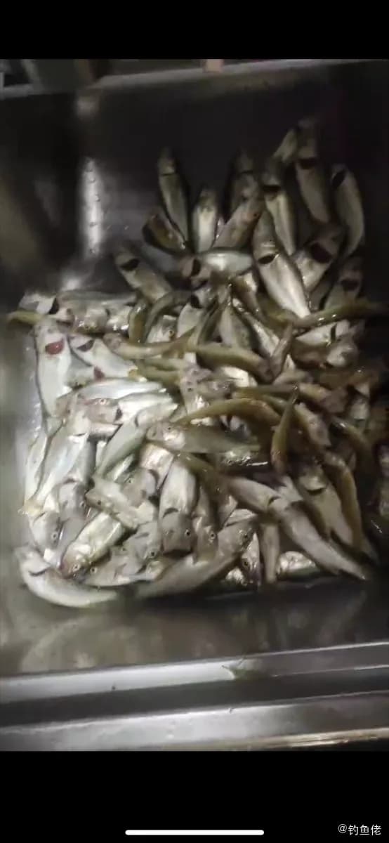 棘头梅童鱼钓获 葫芦岛市 0.08kg