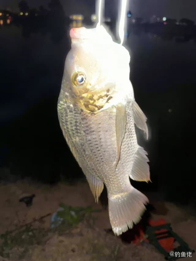 加利略帚齿非鲫钓获 惠州市 1.1kg
