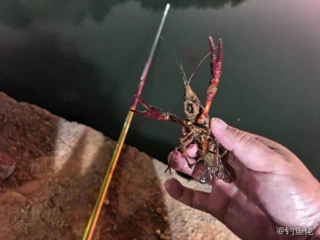 克氏原螯虾钓获 抚州市 0.1kg
