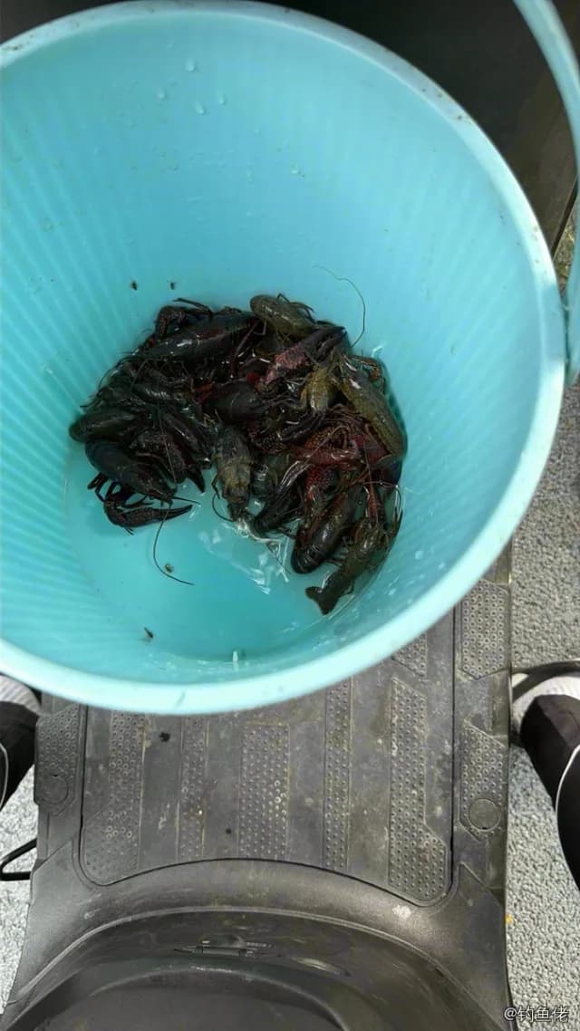 克氏原螯虾钓获 烟台市 0.1kg