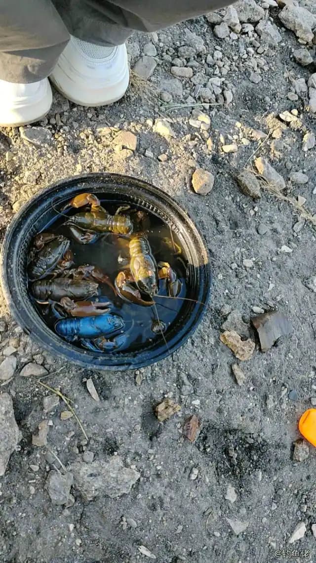 克氏原螯虾钓获 呼伦贝尔市 0.1kg