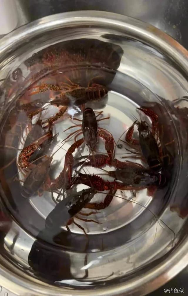 克氏原螯虾钓获 北京市 0.1kg