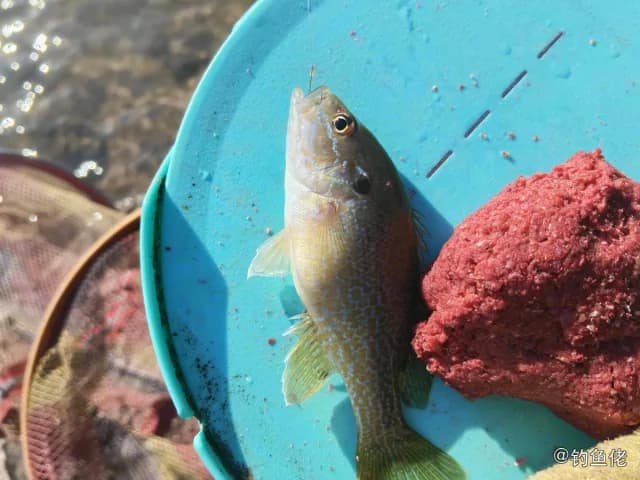 蓝太阳鱼钓获 孝感市 0.09kg