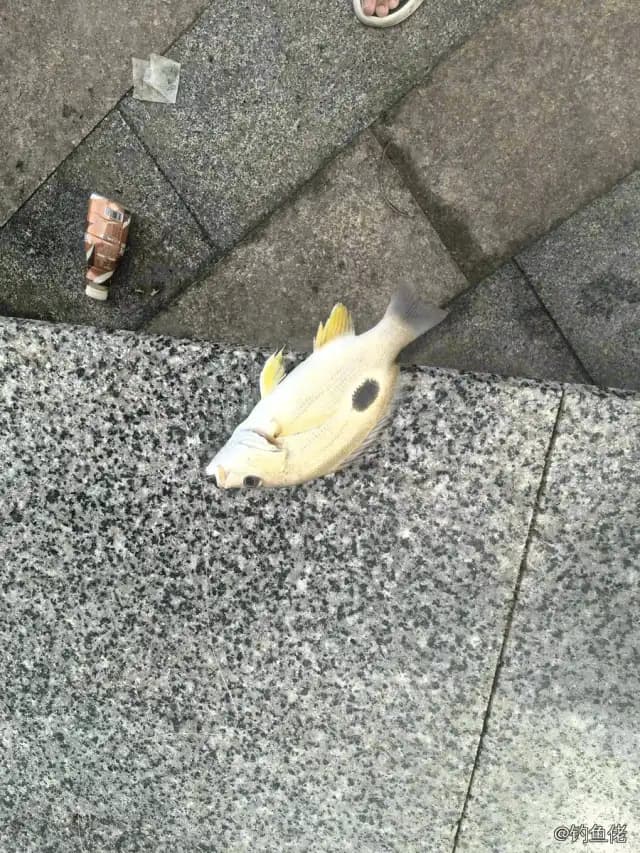 勒氏笛鲷钓获 合肥市 0.6kg