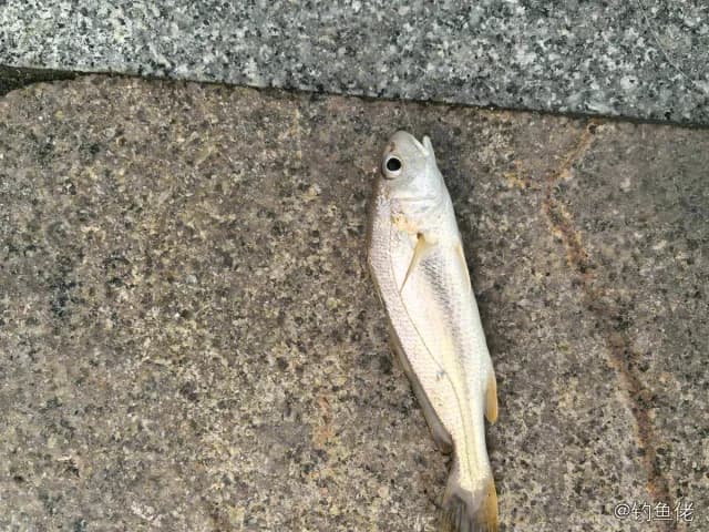 勒氏枝鳔石首鱼钓获 汕头市 0.1kg
