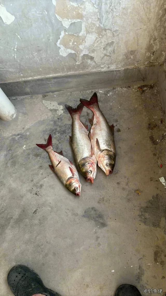 鲢鱼钓获 合肥市 4kg