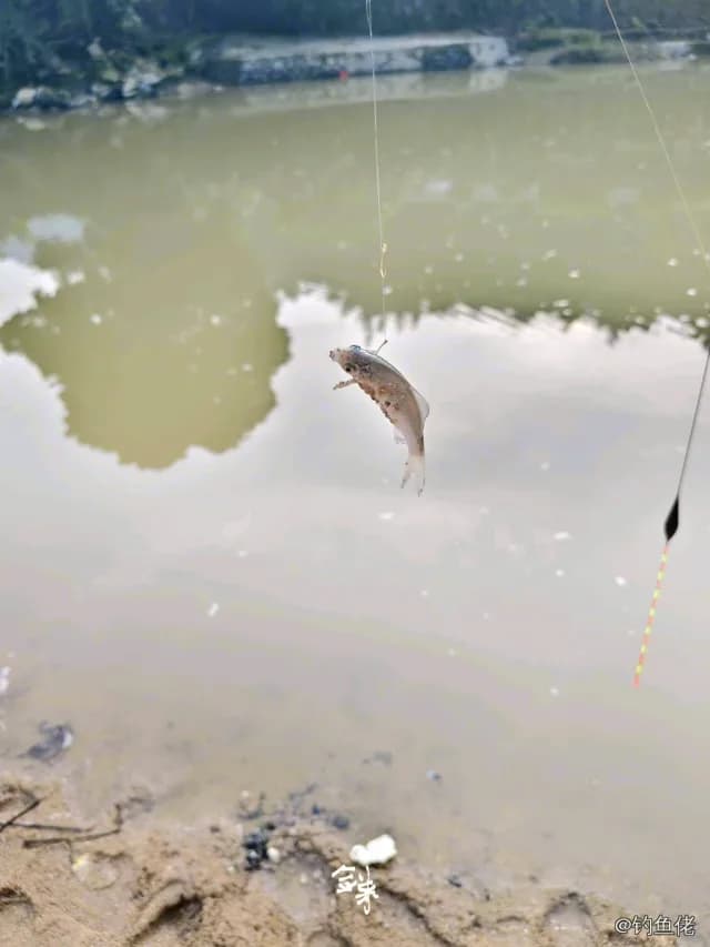 六丝钝尾虾虎鱼钓获 玉林市