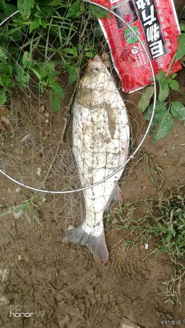 六指多指马鲅钓获 佛山市 0.25kg