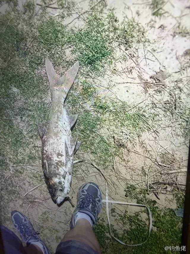 六指多指马鲅钓获 蚌埠市 0.25kg