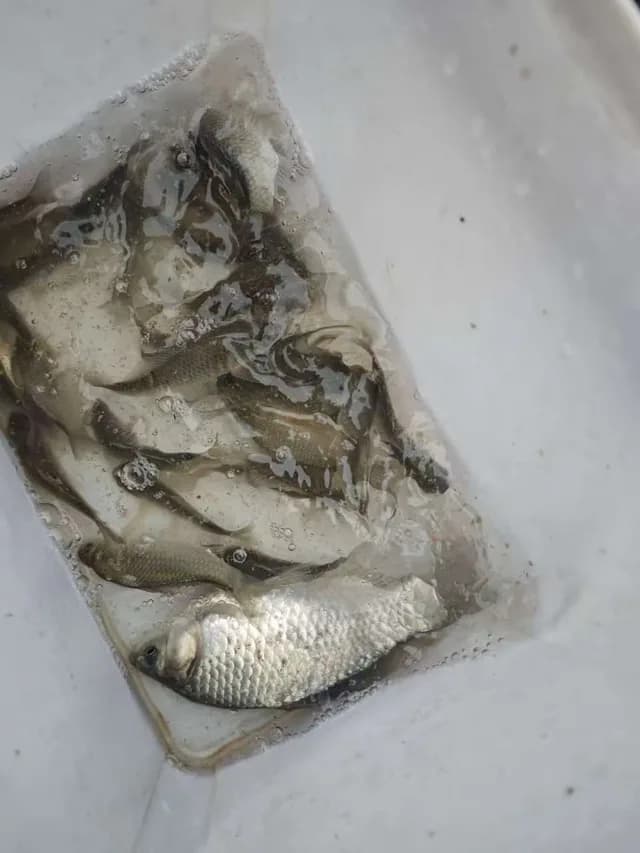 鹿斑鲾钓获 湖北省 0.04kg