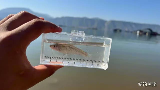 麦穗鱼钓获 临夏回族自治州 0.02kg