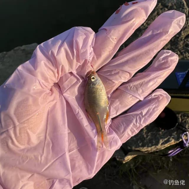 鳑鲏钓获 上海市 0.01kg