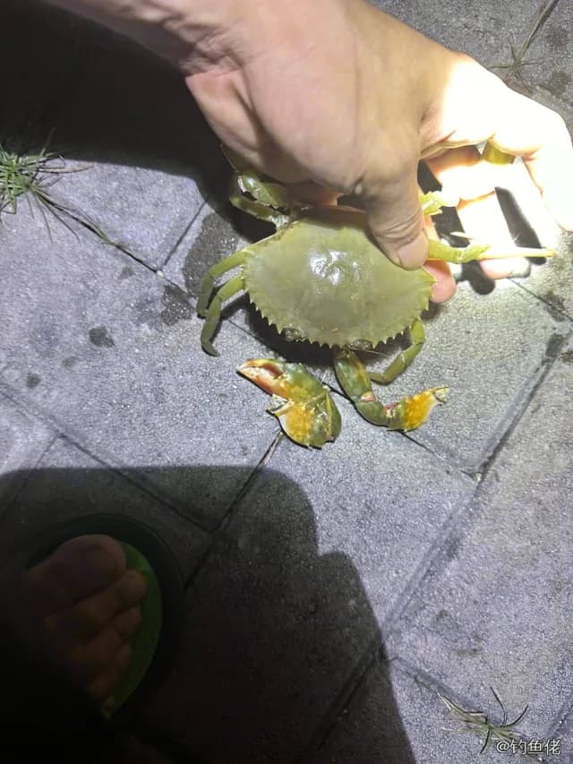 三疣梭子蟹钓获 北京市 0.3kg