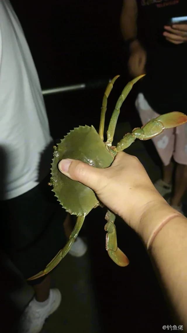 三疣梭子蟹钓获 宁波市 0.6kg