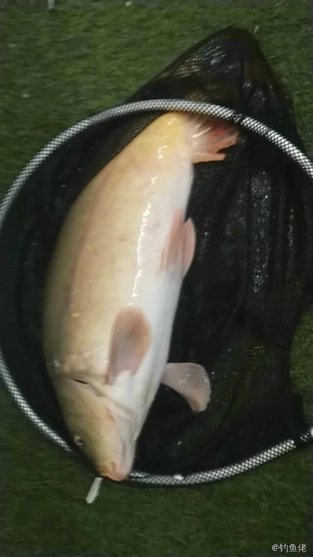 三疣梭子蟹钓获 青岛市 4.5kg