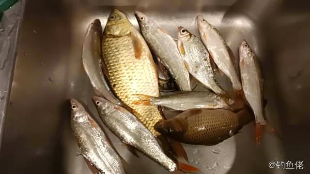 似刺鳊鮈钓获 长沙市 0.05kg