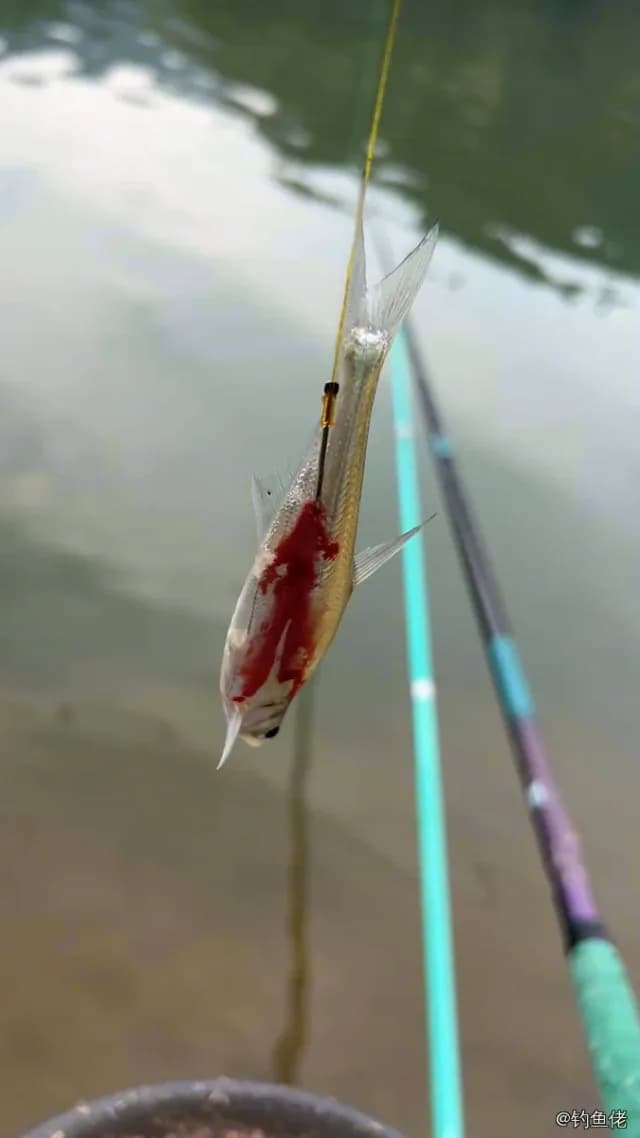 似鱎钓获 柳州市 0.25kg